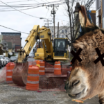 Godspeed, Loyal Friend! Most Steadfast Donkey Collapses on Arduous Journey Up College Ave